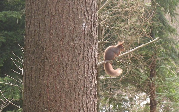 Squirrel at Dodd Wood